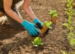 gardena-pflanz-und-bodenhandschuh-11512-20 (3)
